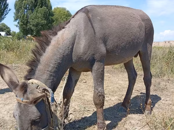 Horse (M), Horses — Kyrgyzstan