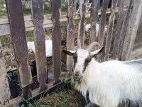 Kambing betina, Goats — foto 4