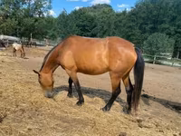 Cavalla, Nonius horse — foto 1