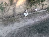 Chickens — zdjęcie 1