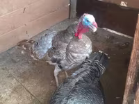 Turkeys — foto 1