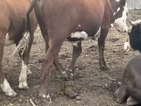 سانڈ, Simmental cattle — تصویر 5
