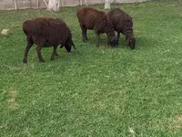 گوسفند (گروه، جنسیت مشخص نشده), گوسفند — عکس 2
