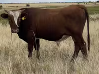 سانڈ, Simmental cattle — تصویر 4
