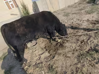گاو نر, آبرادین-آنگوس — عکس 2