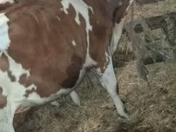 Toro, Simmental cattle
