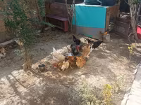 Chickens — عکس 8