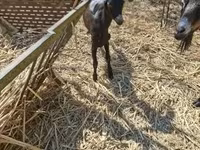 Коза, Nubian Goat — фото 3