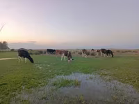 گاو نر, Swiss cattle — عکس 5