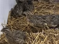 Quails — fotografija 4