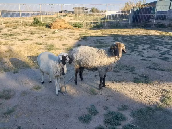 Carnero, Arabi sheep