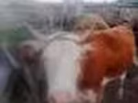 Kuh, Simmental cattle — Foto 6