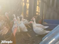 Ducks — zdjęcie 2