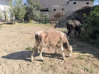 گاو ماده, گاو — عکس 5