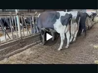 Vache, Race Holstein — photo 2