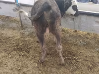 Byk, Simmental cattle — zdjęcie 1
