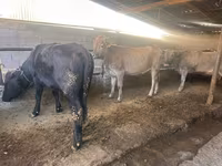 گاو ماده, Swiss cattle — عکس 3
