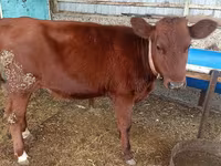 Bou, Bovine — foto 3