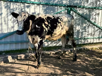 Krava, Russian Black pied cattle — foto 4