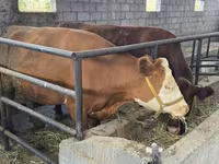 Krava, Simmental cattle — fotografija 1