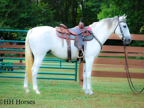 Stute, Quarter Horse