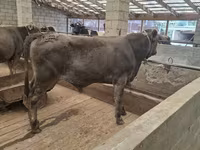Dibi, Aberdeen-Angus — sawirka 4
