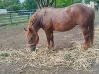 母马, Hungarian horse breed — 照片 3