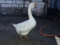 Geese — รูปภาพ 1