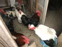 Chickens — ፎቶ 1