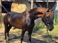 பெண் குதிரை, Hungarian horse breed — புகைப்படம் 8