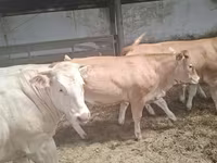 Lembu betina, Blonde d’Aquitane cattle — foto 6