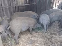 Scrofa, Мангалица — foto 1