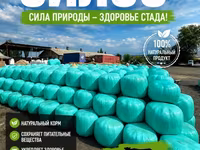Силос кукуруза очень много высшего качества звоните пишите — 4 зураг