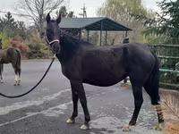 مادیان, Akhal-Teke — عکس 1