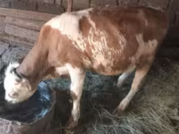 Bou, Simmental cattle — foto 8