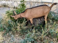 Goat, Alpine goat — photo 3
