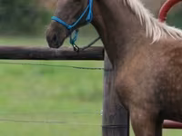 Cavallo, Black Sea breed — foto 4