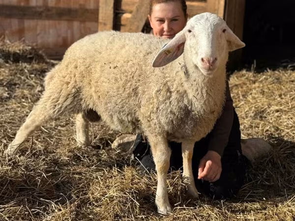 Ram, Assaf sheep — Russia
