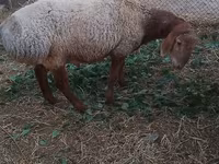قوچ, گوسفند — عکس 4