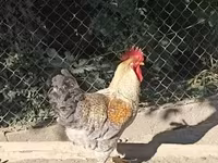 Chickens — foto 3