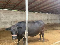 گاو ماده, نژاد جرسی — عکس 2
