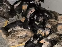 Chickens — 照片 2