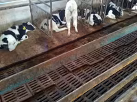 Toro, Raza Holstein — foto 1