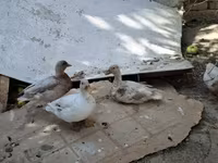 Ducks — foto 3