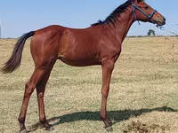 Pastuv, Thoroughbred horse — fotografija 2