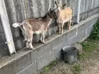Ged, Alpine goat — foto 4