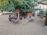 Chickens — foto 5