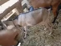 ፍየል, Goats — ፎቶ 2