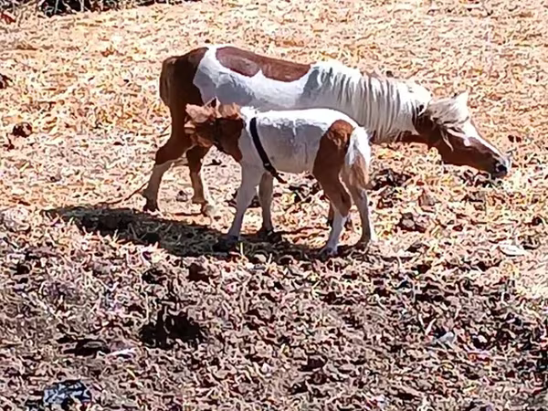 گھوڑی, Australian Pony