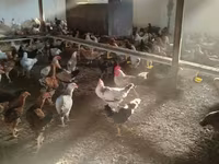 Chickens — 照片 2